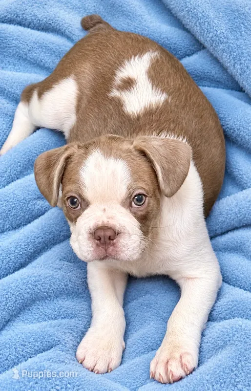 Blue and white boy – Frenchton puppy for sale in Phelan, CA