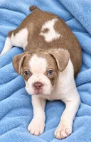 Blue and white boy, a male Frenchton for sale in Phelan, CA – 1 of 1