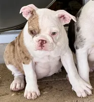 Little red merle girl, a female Frenchton for sale in Phelan, CA – 2 of 6
