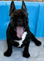 Black brindle boy, a male Frenchton for sale in Phelan, CA – 6 of 8