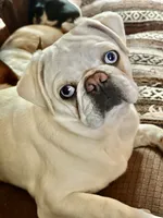 Little girl 2, a female Pug and Frenchton for sale in Phelan, CA – 9 of 9