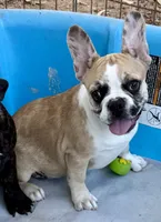 Red merle girl, a female Frenchton for sale in Phelan, CA – 10 of 10
