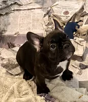 Black brindle boy, a male Frenchton for sale in Phelan, CA – 4 of 6