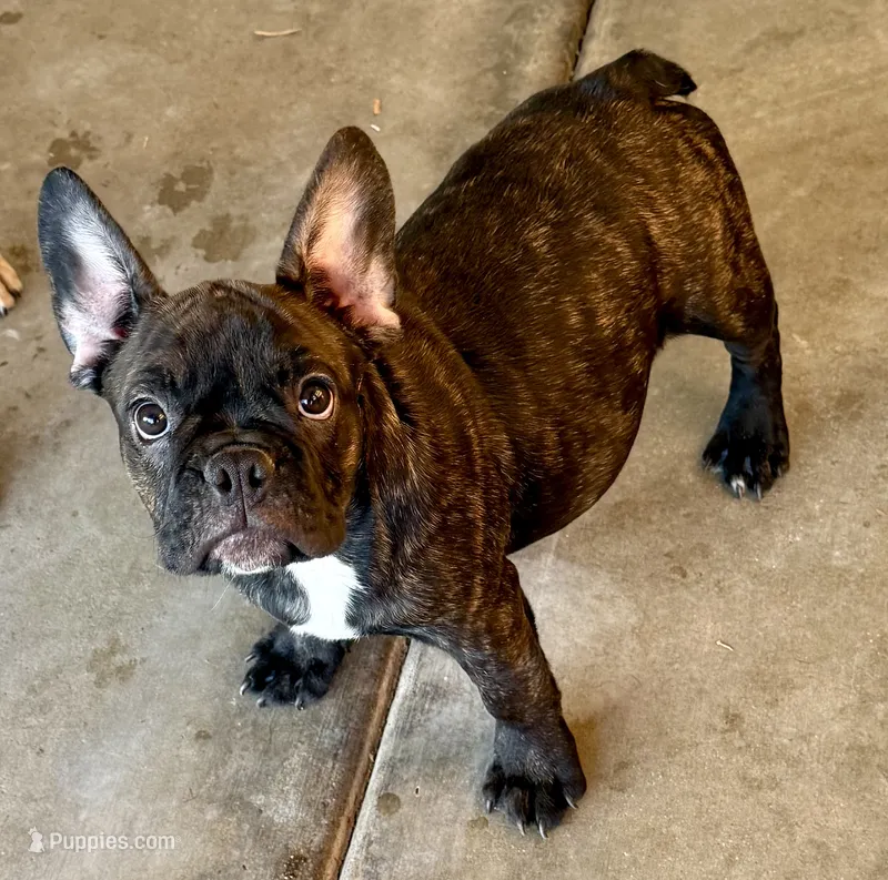 Black brindle boy – Frenchton puppy for sale in Phelan, CA