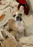 Little girl 2, a female Frenchton for sale in Phelan, CA – 4 of 8