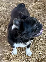 Max, a male French Bulldog for sale in Phelan, CA – 8 of 8