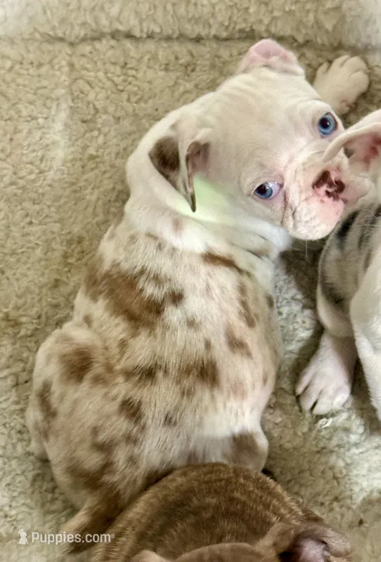 Red merle boy – Pug, Frenchton puppy for sale in Phelan, CA