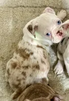 Red merle boy, a male Pug and Frenchton for sale in Phelan, CA – 1 of 10