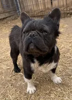 Max, a male French Bulldog for sale in Phelan, CA – Photo 4 of 4