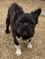 Max, a male French Bulldog for sale in Phelan, CA – Photo 3 of 4