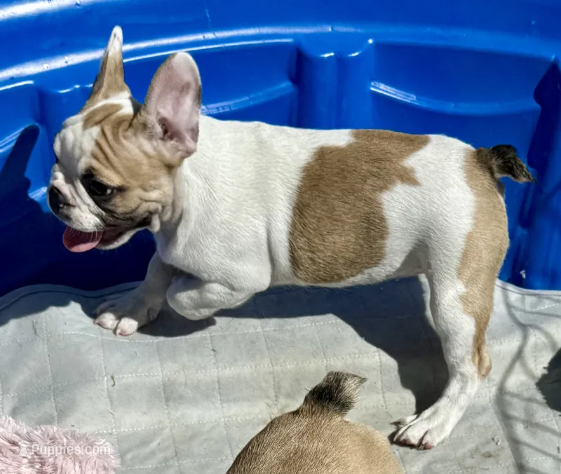 Little girl 3 – Frenchton puppy for sale in Phelan, CA