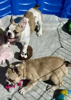 Little girl 4, a female Frenchton for sale in Phelan, CA – 7 of 10