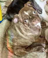 Brindle boy, a male Pug and Frenchton for sale in Phelan, CA – 3 of 9