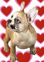 Red merle girl, a female Frenchton for sale in Phelan, CA – 2 of 8