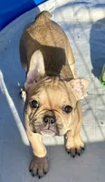 Little sable girl, a female Frenchton for sale in Phelan, CA – 2 of 8