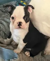 Little girl, a female Boston Terrier for sale in Phelan, CA – 5 of 8