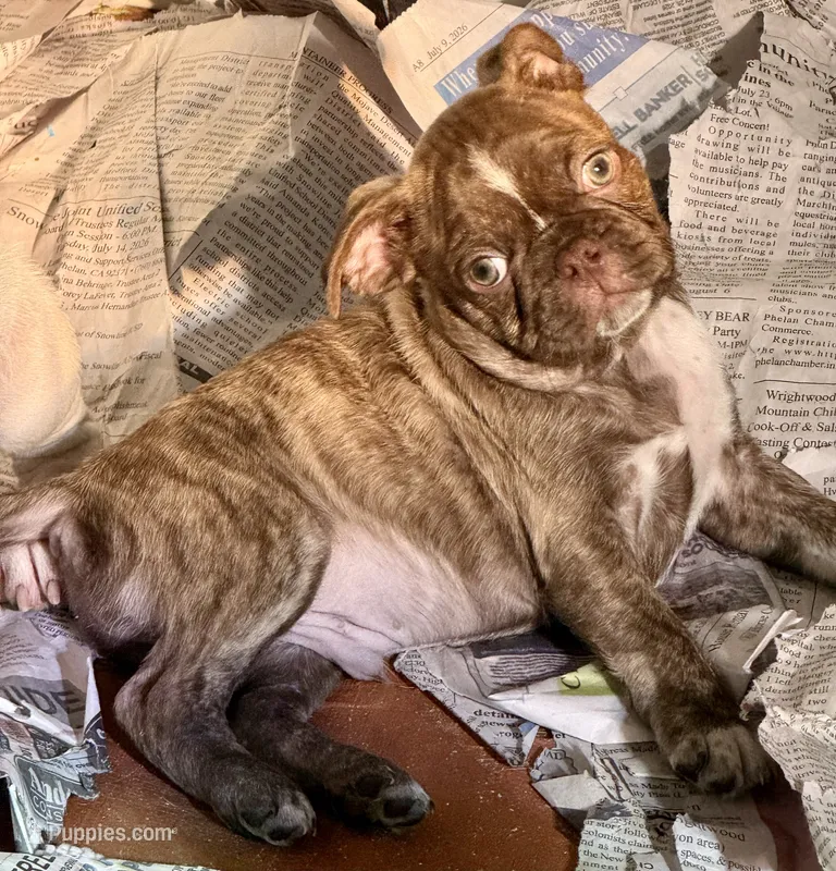 Brindle boy – Frenchton puppy for sale in Phelan, CA