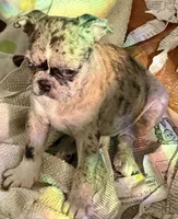 Grumpy girl (she’s really not grumpy)!, a female Pug and Frenchton for sale in Phelan, CA – 5 of 9