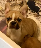 Little girl 2, a female Frenchton for sale in Phelan, CA – 5 of 8
