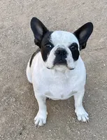Little girl 4, a female Frenchton for sale in Phelan, CA – 10 of 10