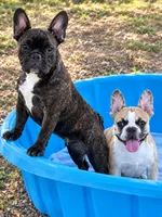 Black brindle boy, a male Frenchton for sale in Phelan, CA – 1 of 8