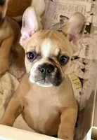 Little girl 2, a female Frenchton for sale in Phelan, CA – 6 of 8