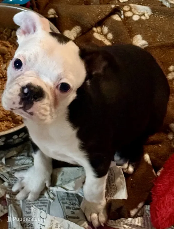 Little boy 1 – Boston Terrier puppy for sale in Phelan, CA