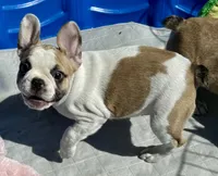 Little girl 3, a female Frenchton for sale in Phelan, CA – 2 of 8