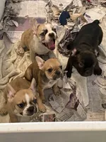 Little girl 4, a female Frenchton for sale in Phelan, CA – 8 of 10