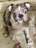 Little girl 2, a female Pug and Frenchton for sale in Phelan, CA – 3 of 9