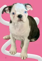 Black brindle and white girl with 2 blue eyes!, a female Frenchton for sale in Phelan, CA – 2 of 10