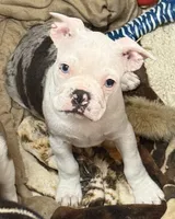 Little blue merel boy, a male Frenchton for sale in Phelan, CA – 2 of 8