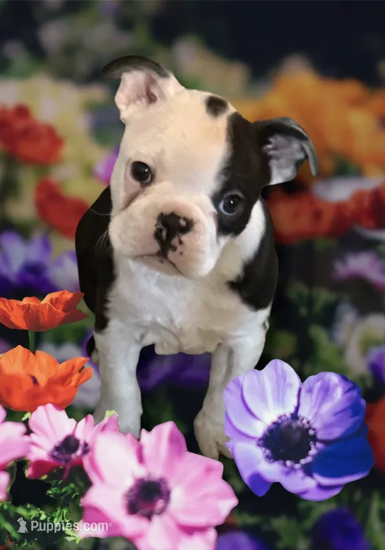 Little boy 1 – Boston Terrier puppy for sale in Phelan, CA