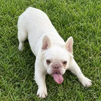 Jolie, a female French Bulldog for sale in Phelan, CA – 2 of 4