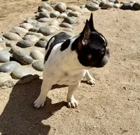 Sunny (15 lbs!), a female French Bulldog for sale in Phelan, CA – Photo 7 of 8