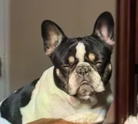 Sunny (15 lbs!), a female French Bulldog for sale in Phelan, CA – Photo 8 of 8