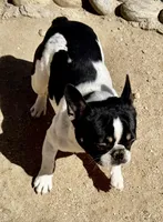 Sunny (15 lbs!), a female French Bulldog for sale in Phelan, CA – Photo 3 of 8