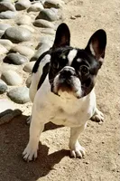 Sunny (15 lbs!), a female French Bulldog for sale in Phelan, CA – Photo 1 of 8