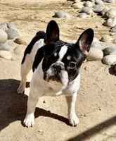 Sunny (15 lbs!), a female French Bulldog for sale in Phelan, CA – Photo 4 of 8