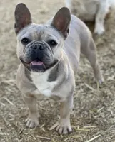 Little red merle girl, a female Frenchton for sale in Phelan, CA – 6 of 6