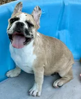 Red merle girl, a female Frenchton for sale in Phelan, CA – 6 of 10