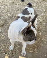 Black merle boy, a male Pug and Frenchton for sale in Phelan, CA – 8 of 10