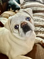 Brindle boy, a male Pug and Frenchton for sale in Phelan, CA – 8 of 9