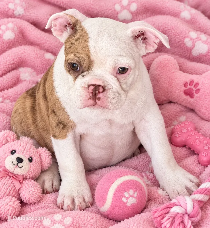 Red merle girl – Frenchton puppy for sale in Phelan, CA