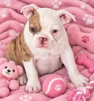 Red merle girl, a female Frenchton for sale in Phelan, CA – 1 of 1
