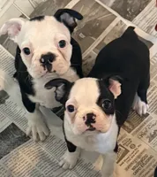 Little boy 1, a male Boston Terrier for sale in Phelan, CA – 5 of 8