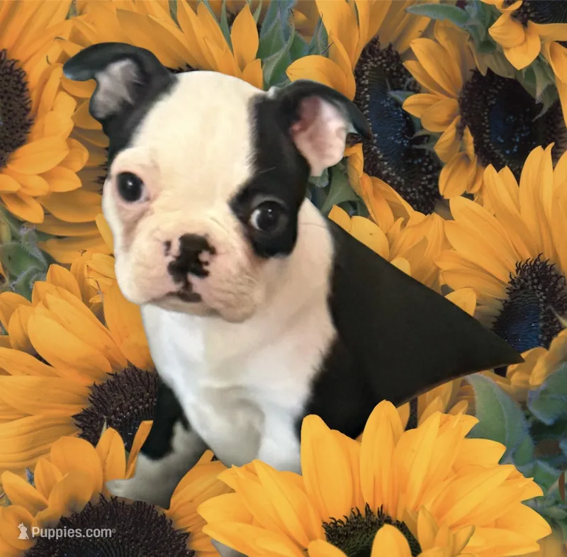 Little girl – Boston Terrier puppy for sale in Phelan, CA