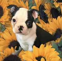 Little girl, a female Boston Terrier for sale in Phelan, CA – 1 of 8
