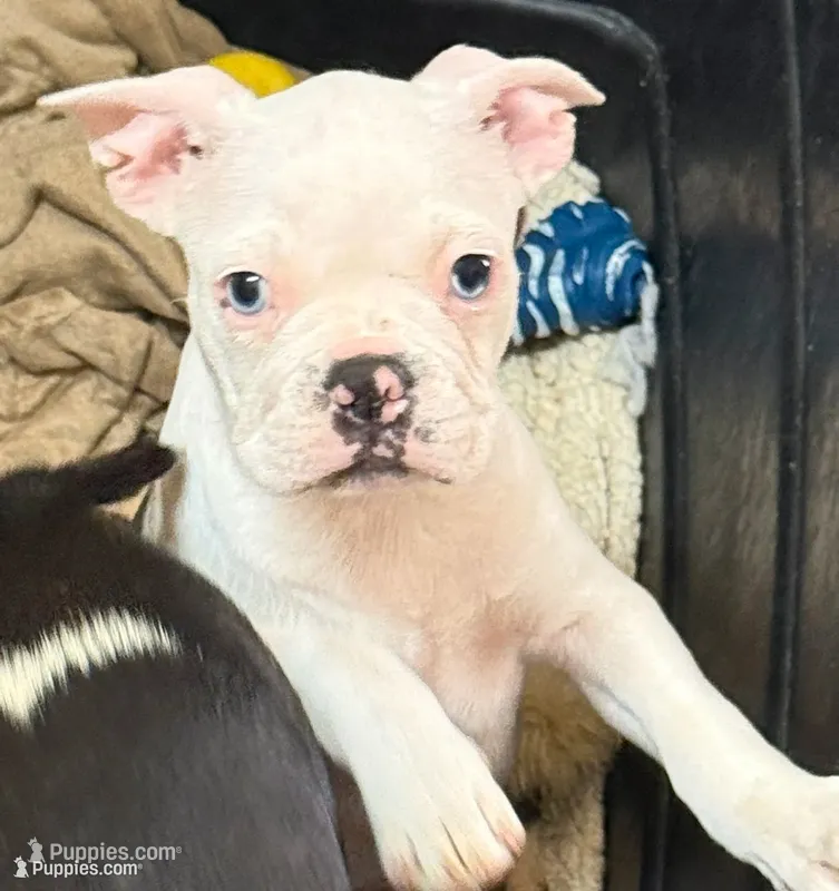 Little blue merel boy – Frenchton puppy for sale in Phelan, CA