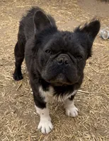 Max, a male French Bulldog for sale in Phelan, CA – 4 of 8